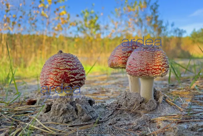 : Red fly agaric (Amanita muscaria), poisonous mushroom : Red fly agaric (Amanita muscaria), poisonous mushroom