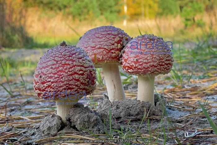 : Red fly agaric (Amanita muscaria), poisonous mushroom : Red fly agaric (Amanita muscaria), poisonous mushroom