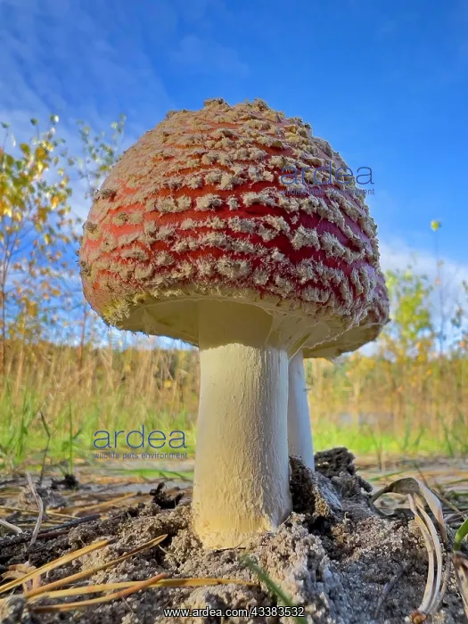 : Red fly agaric (Amanita muscaria), poisonous mushroom : Red fly agaric (Amanita muscaria), poisonous mushroom