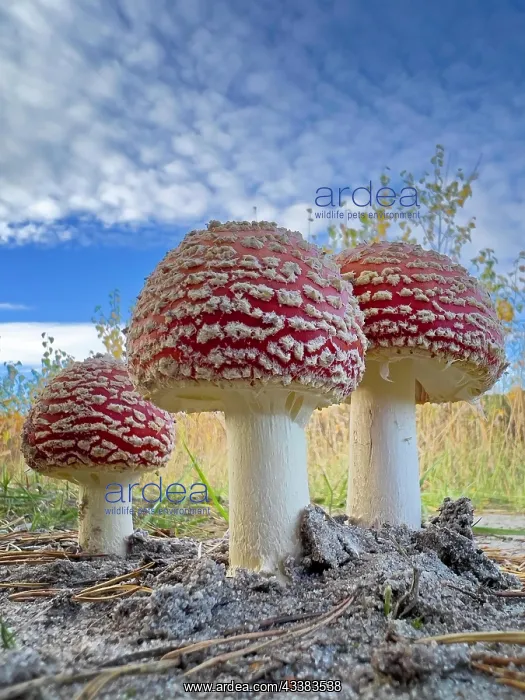 : Red fly agaric (Amanita muscaria), poisonous mushroom : Red fly agaric (Amanita muscaria), poisonous mushroom