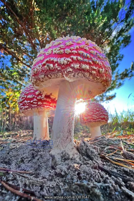 : Red fly agaric (Amanita muscaria), poisonous mushroom : Red fly agaric (Amanita muscaria), poisonous mushroom