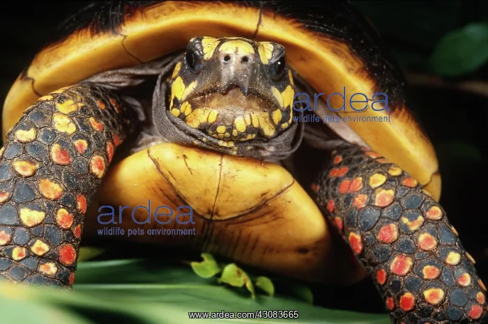 : Red Foot Tortoise : Red Foot Tortoise