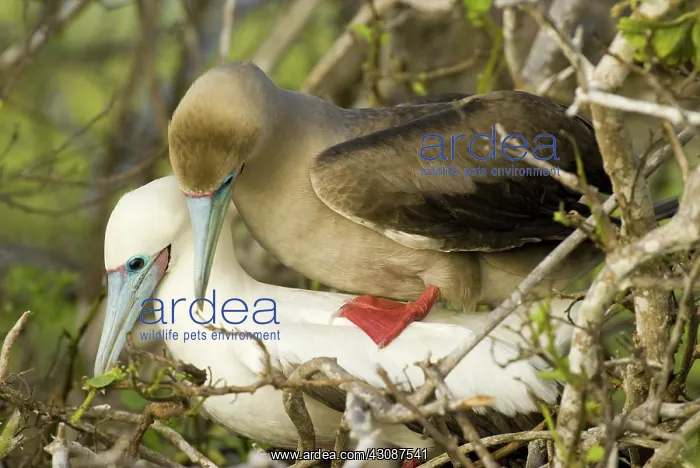  : Red-footed boobies mating