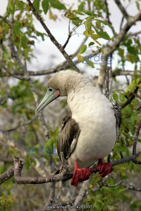  : Red-footed Booby