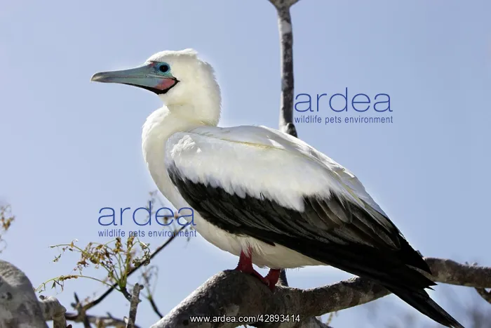 : Red-footed Booby : Red-footed Booby