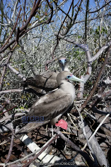 : Red-footed Booby : Red-footed Booby