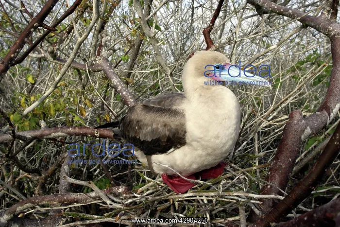 : Red-footed Booby : Red-footed Booby