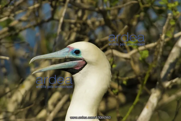 : Red-footed booby : Red-footed booby