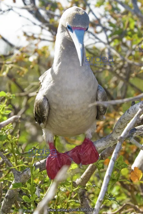 : Red-footed booby : Red-footed booby