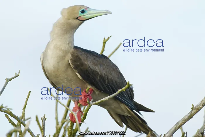 : Red-footed booby : Red-footed booby