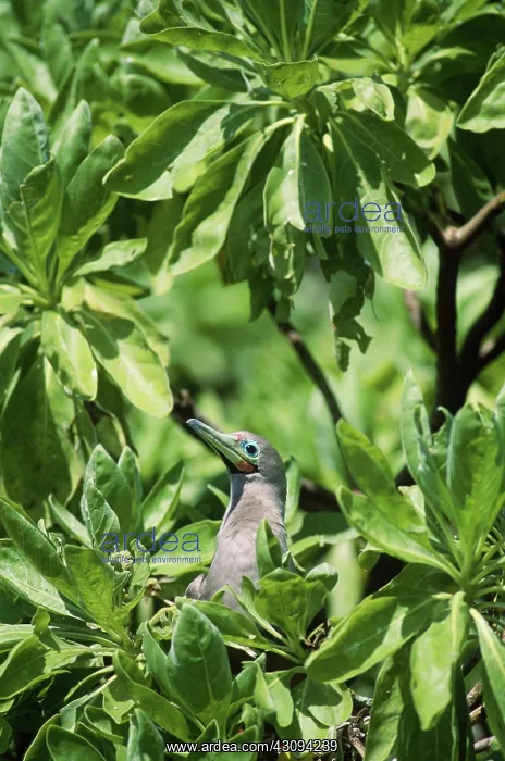 : Red-Footed Booby : Red-Footed Booby