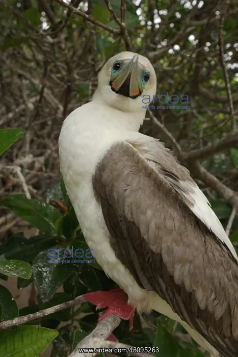 : Red-footed Booby : Red-footed Booby