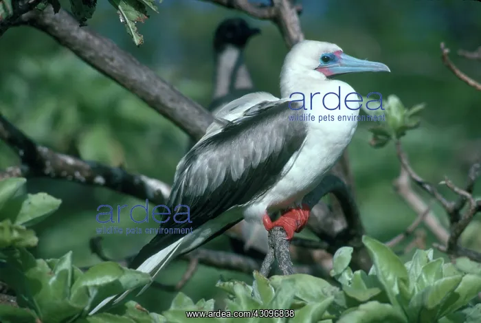 : Red-footed Booby : Red-footed Booby
