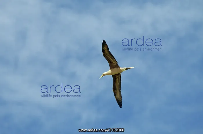 : Red-Footed Booby : Red-Footed Booby