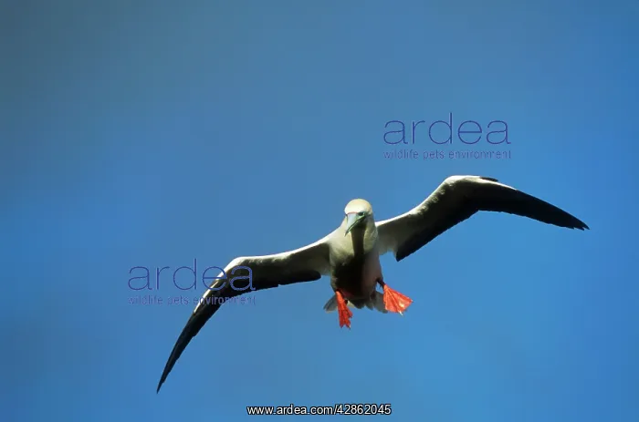  : Red-Footed BOOBY - in flight