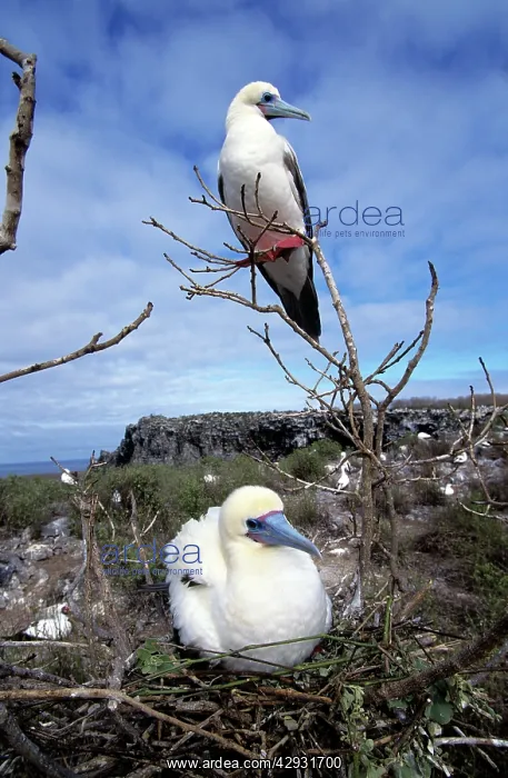 : Red-footed Booby - at nest : Red-footed Booby - at nest