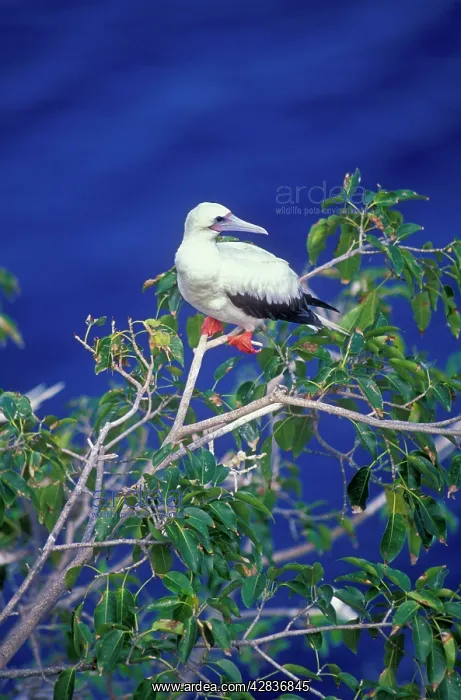 : Red-footed Booby - Perched on branch : Red-footed Booby - Perched on branch