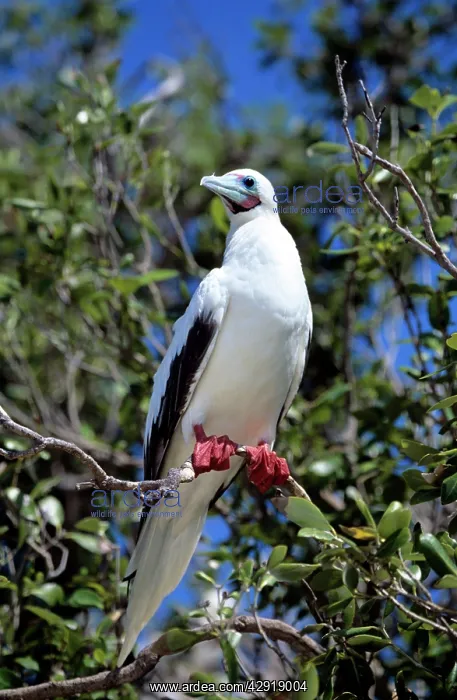 : Red Footed BOOBY - perched on branch : Red Footed BOOBY - perched on branch