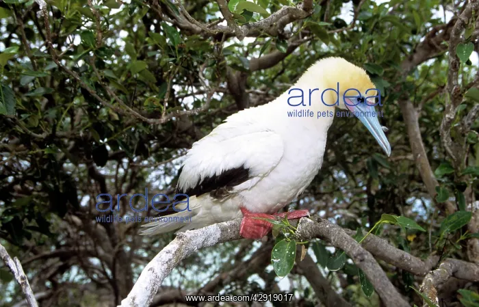 : Red Footed BOOBY - perched on branch : Red Footed BOOBY - perched on branch