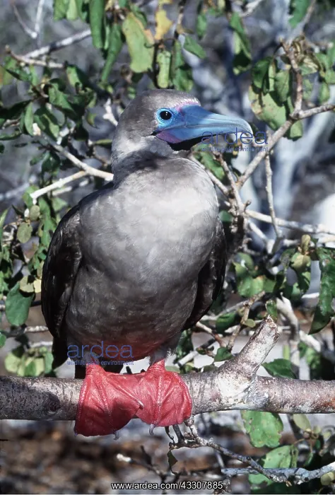 : RED-FOOTED BOOBY - perched on branch : RED-FOOTED BOOBY - perched on branch