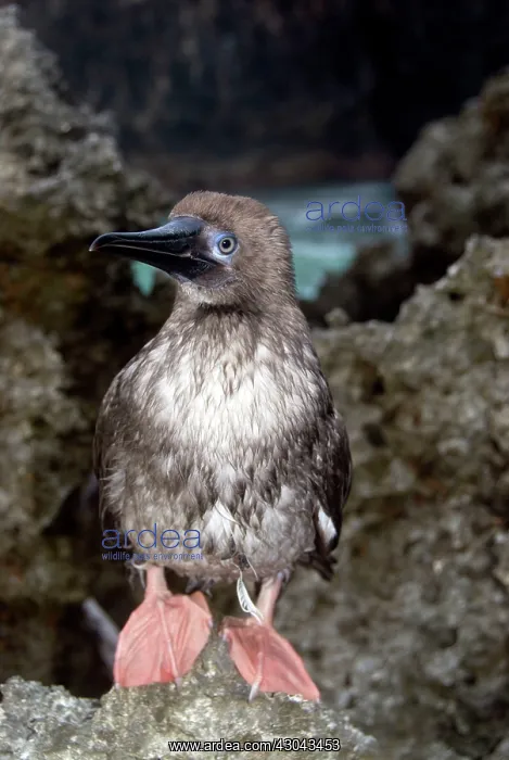 : Red-footed Booby portrait of juvenile on rocks : Red-footed Booby portrait of juvenile on rocks