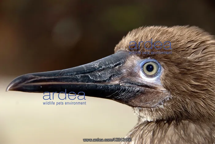: Red-footed Booby portrait of juvenile on rocks : Red-footed Booby portrait of juvenile on rocks