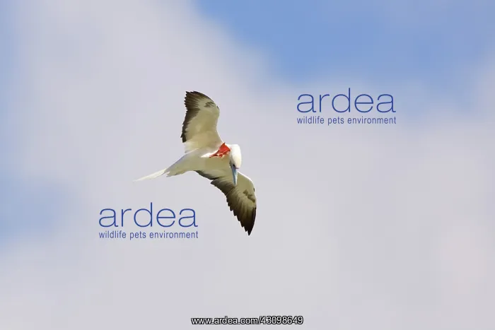 : Red-footed Booby preening in flight : Red-footed Booby preening in flight