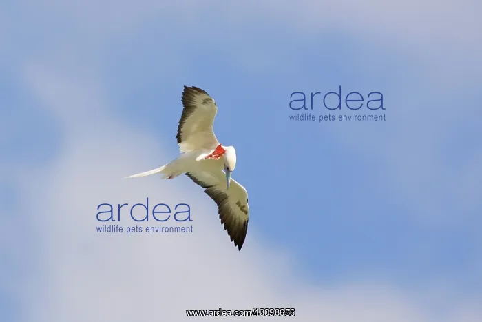 : Red-footed Booby preening in flight : Red-footed Booby preening in flight