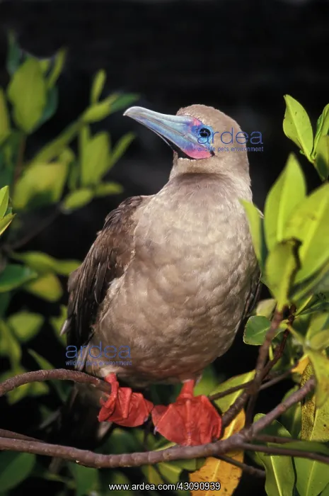 : Red-footed Booby (Sula sula) : Red-footed Booby (Sula sula)