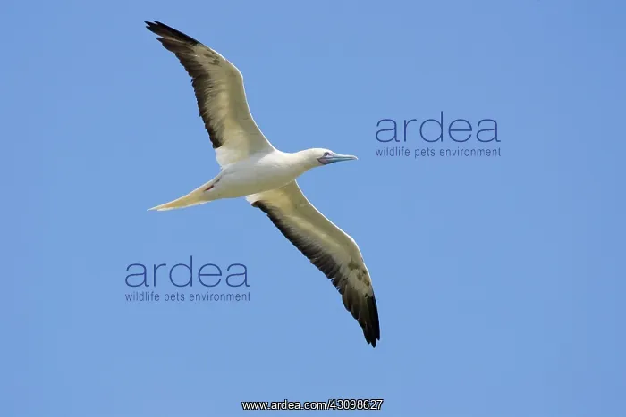 : Red-footed Booby (Sula sula) in flight : Red-footed Booby (Sula sula) in flight