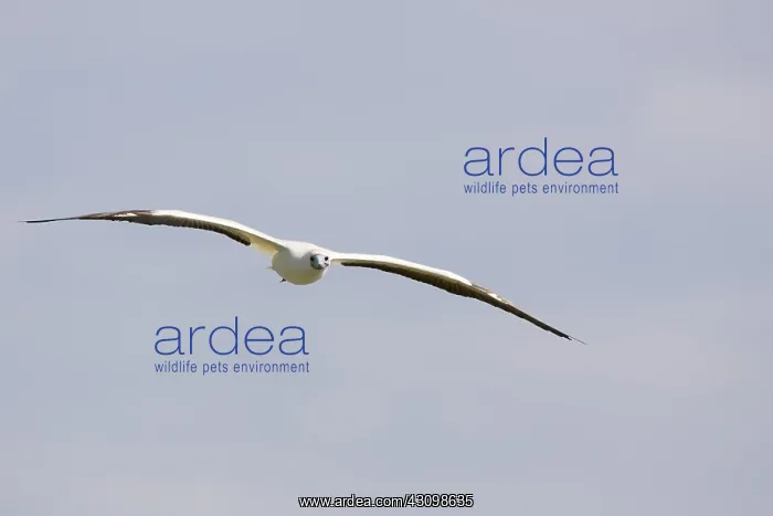 : Red-footed Booby (Sula sula) in flight : Red-footed Booby (Sula sula) in flight