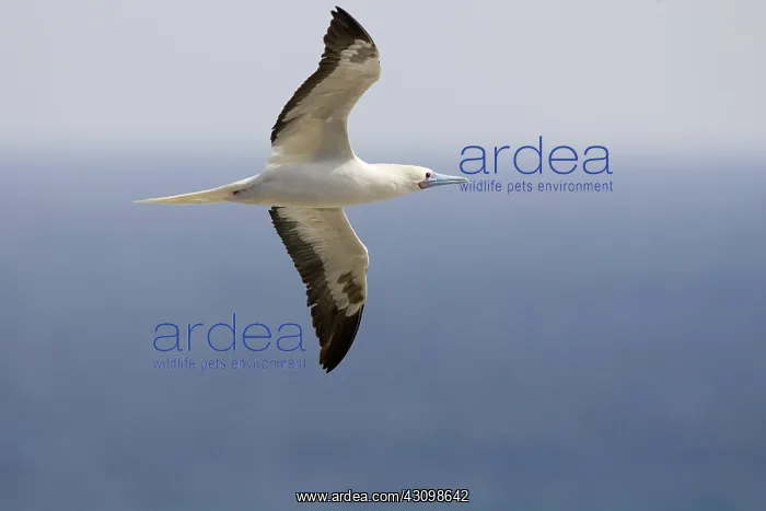 : Red-footed Booby (Sula sula) in flight : Red-footed Booby (Sula sula) in flight