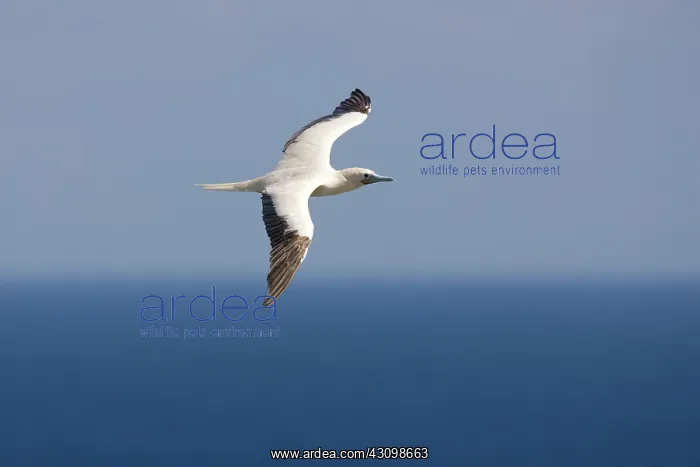 : Red-footed Booby (Sula sula) in flight : Red-footed Booby (Sula sula) in flight
