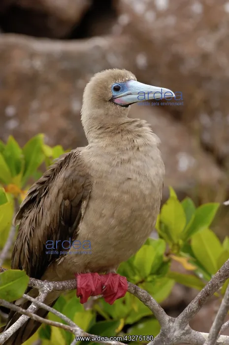 : Red-footed booby (Sula sula websteri) sitting : Red-footed booby (Sula sula websteri) sitting