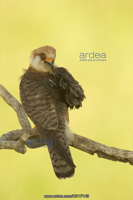 : Red-footed Falcon : Red-footed Falcon