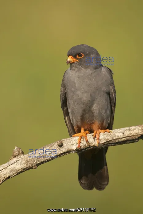 : Red-footed Falcon : Red-footed Falcon