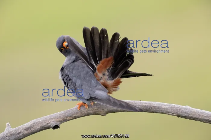 : Red-footed Falcon : Red-footed Falcon