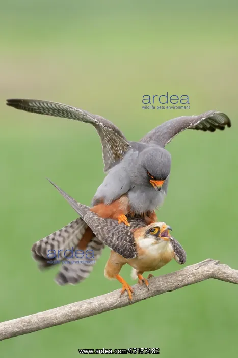 : Red-footed Falcon : Red-footed Falcon