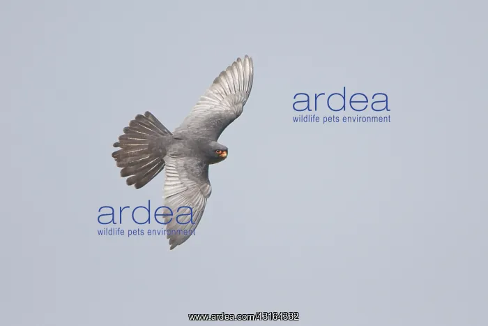 : Red-footed Falcon : Red-footed Falcon