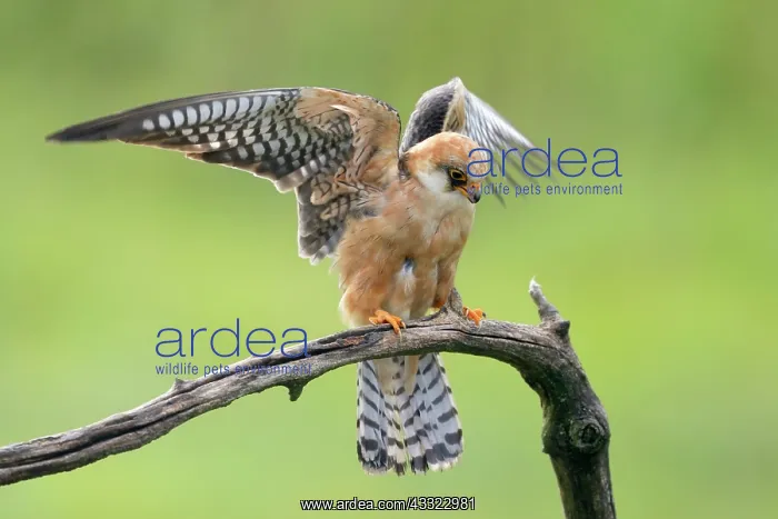 : Red-footed Falcon : Red-footed Falcon