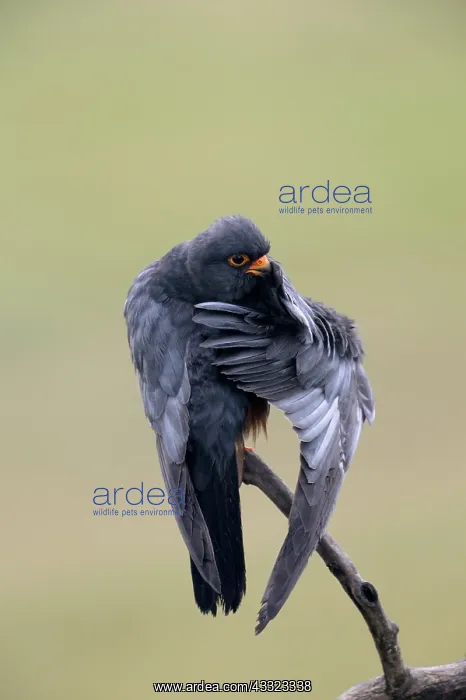 : Red-footed Falcon : Red-footed Falcon