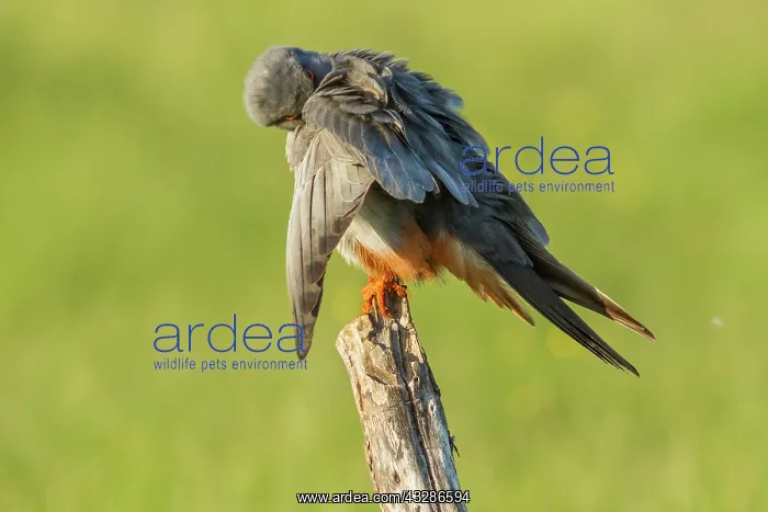 : Red-Footed Falcon - adult male preening on a branch : Red-Footed Falcon - adult male preening on a branch
