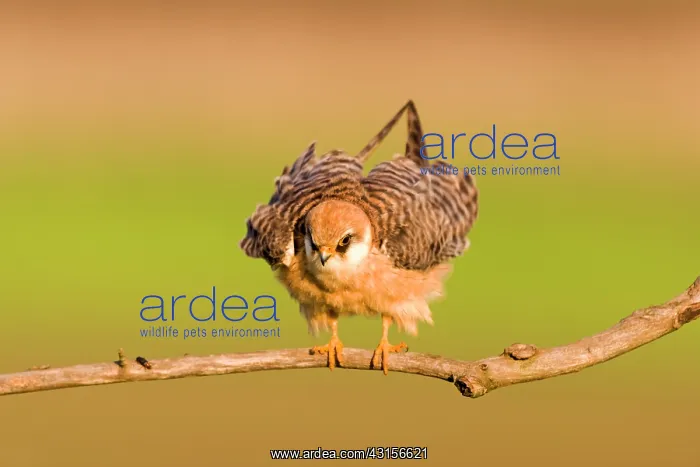 : Red-footed Falcon (Falco vespertinus) : Red-footed Falcon (Falco vespertinus)