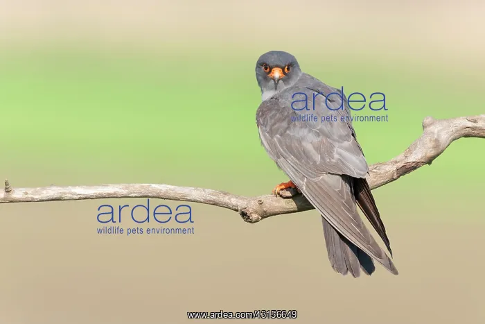 : Red-footed Falcon (Falco vespertinus) : Red-footed Falcon (Falco vespertinus)