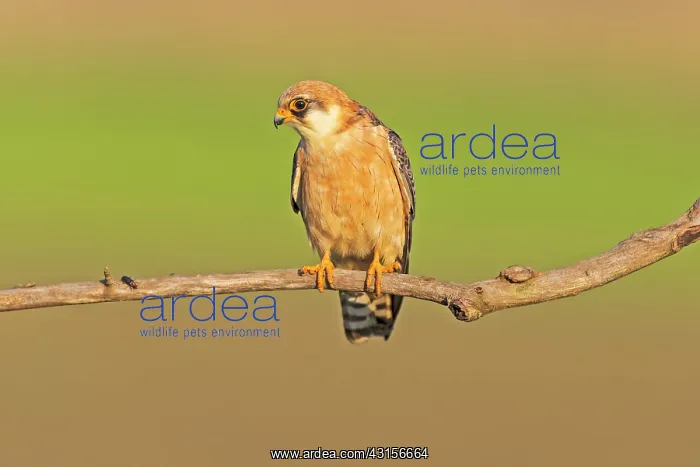 : Red-footed Falcon (Falco vespertinus) : Red-footed Falcon (Falco vespertinus)
