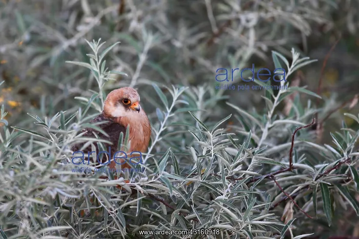 : Red-footed Falcon (Falco vespertinus ) female on : Red-footed Falcon (Falco vespertinus ) female on