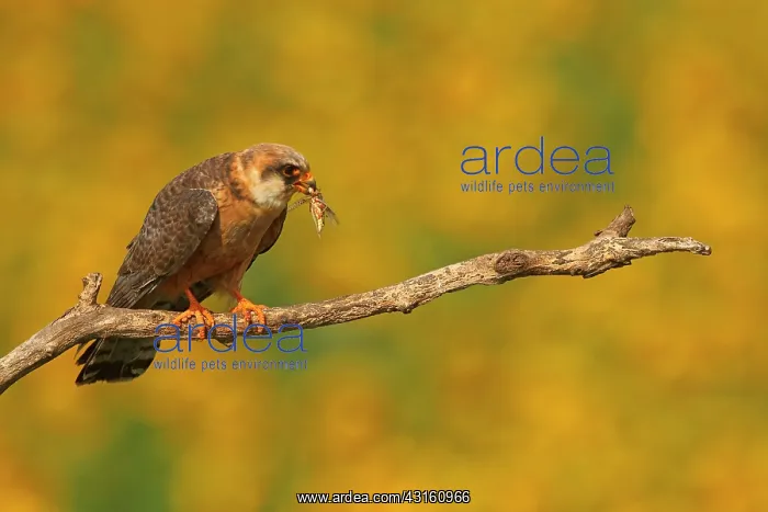 : Red-footed Falcon (Falco vespertinus ) female with : Red-footed Falcon (Falco vespertinus ) female with