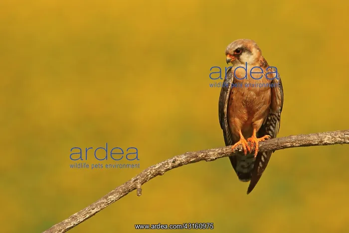 : Red-footed Falcon (Falco vespertinus ) female on : Red-footed Falcon (Falco vespertinus ) female on