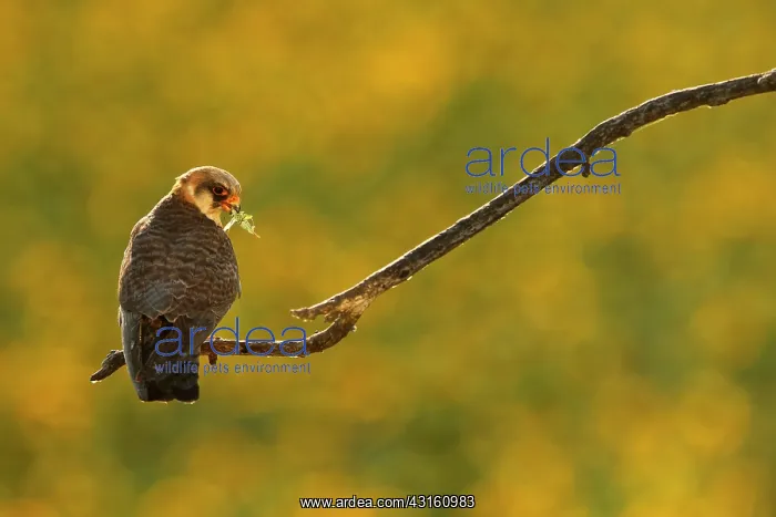 : Red-footed Falcon (Falco vespertinus ) female with : Red-footed Falcon (Falco vespertinus ) female with