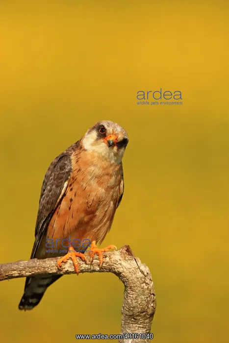 : Red-footed Falcon (Falco vespertinus ) female on : Red-footed Falcon (Falco vespertinus ) female on